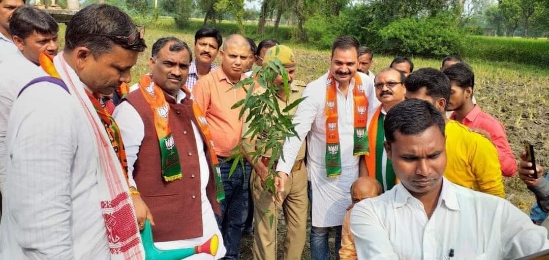 Tree Plantation